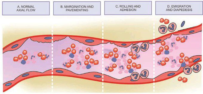 Exudation of leukocyte