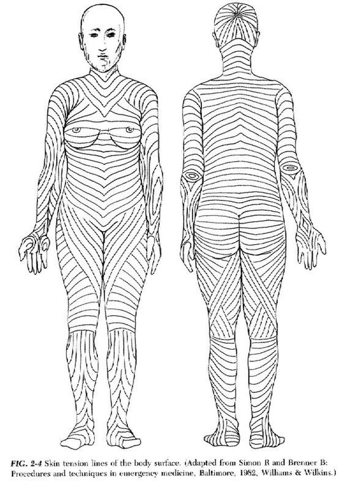 Langer's lines (female)
