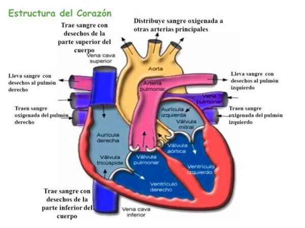 Estructura Del Corazon Y Sus Funciones Dinami 4241