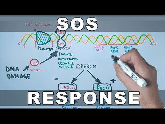 DNA Repair-SOS Response