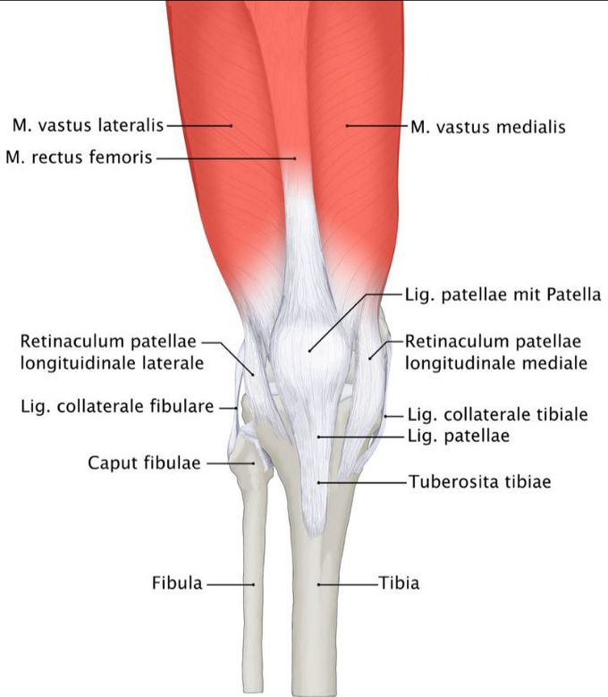 Knee structures
