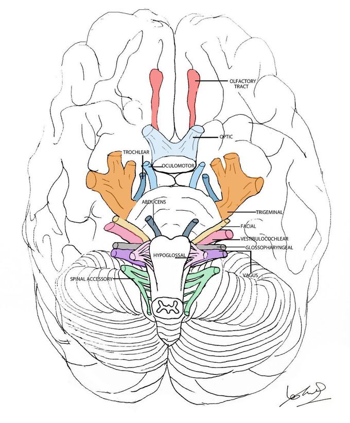 Cranial Nerves