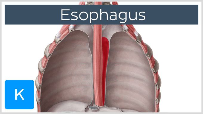 Esophagus - Anatomy