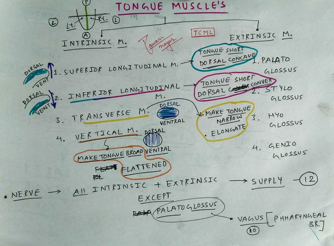 Tongue Anatomy