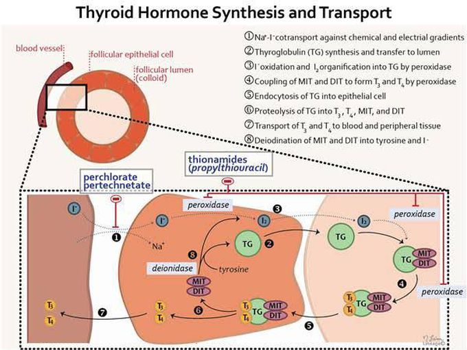 Thyroid Hormone Synthesis and Transport