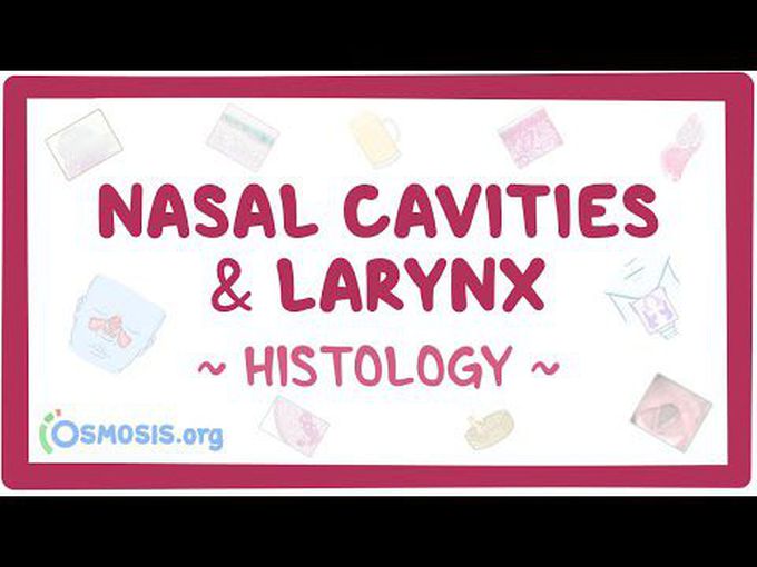Nasal Cavities & Larynx - Histology