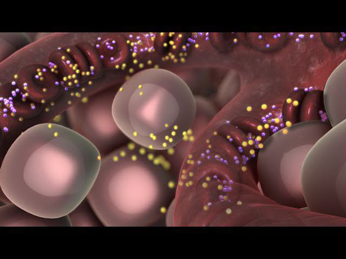 The Animation of Type 1 Diabetes Mellitus