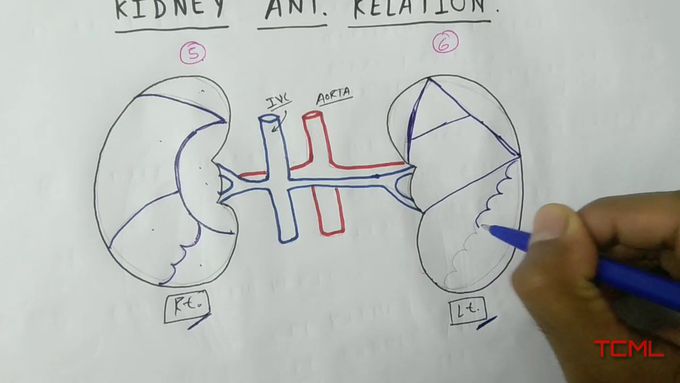 Kidney ( Anterior relation )