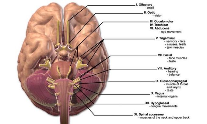 Crenal nerves.🌹🌹