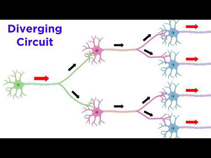 Neuronal integration and circuits-II