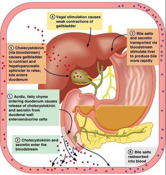 Liver metabolism process