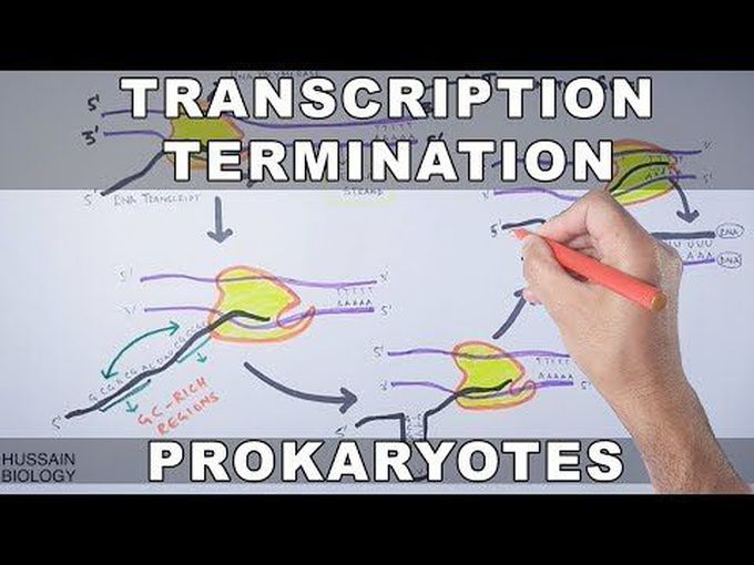 Prokaryotic Transcription-Termination