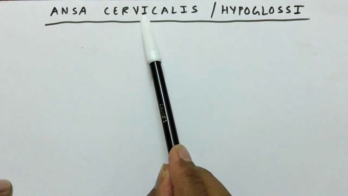 Ansa cervicalis / hypoglossi