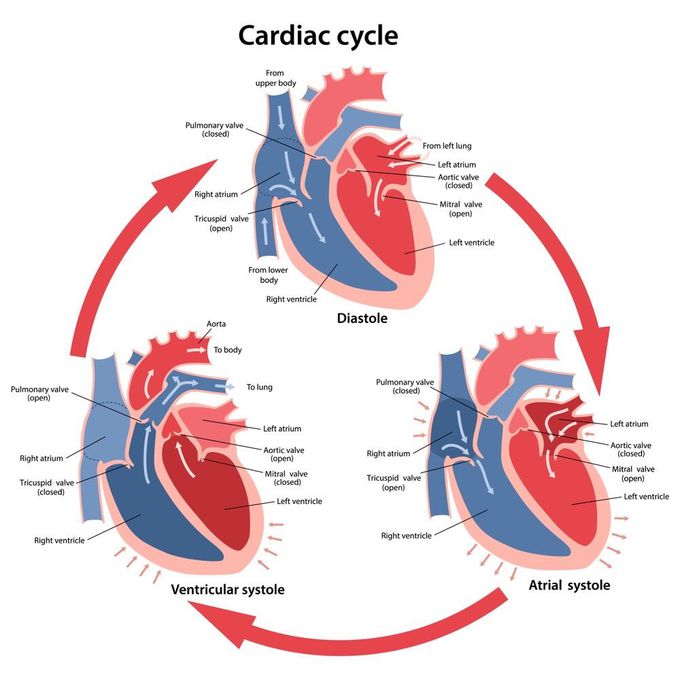 Cardiac cycle.🌹🌹🌹🌹🌹