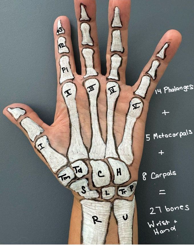 Hand Bones