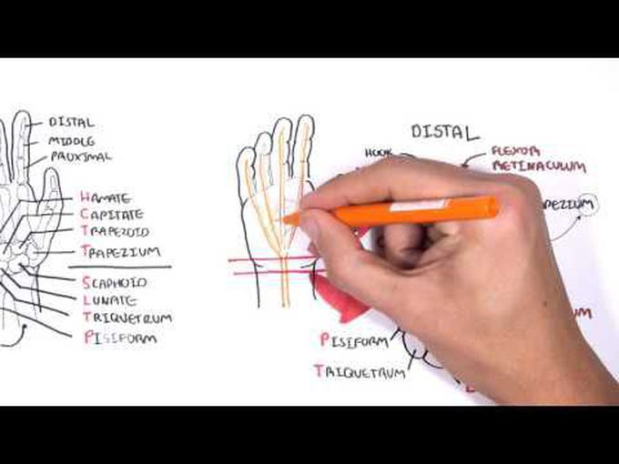 Anatomy of Hand- Clinical Aspects
