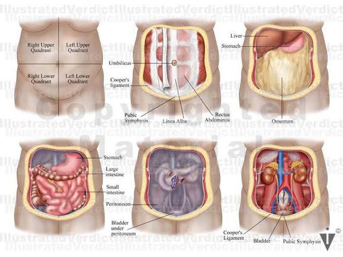 Anatomy of Abdomen