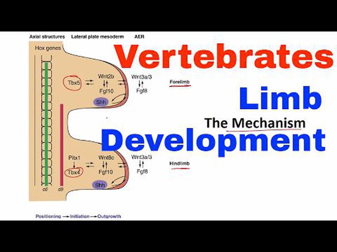 Limb Development - In Vertebrates