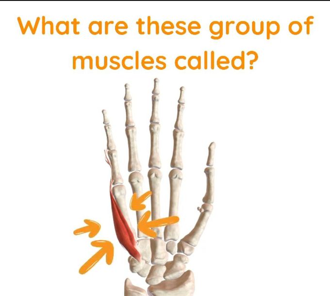 Name the muscles??