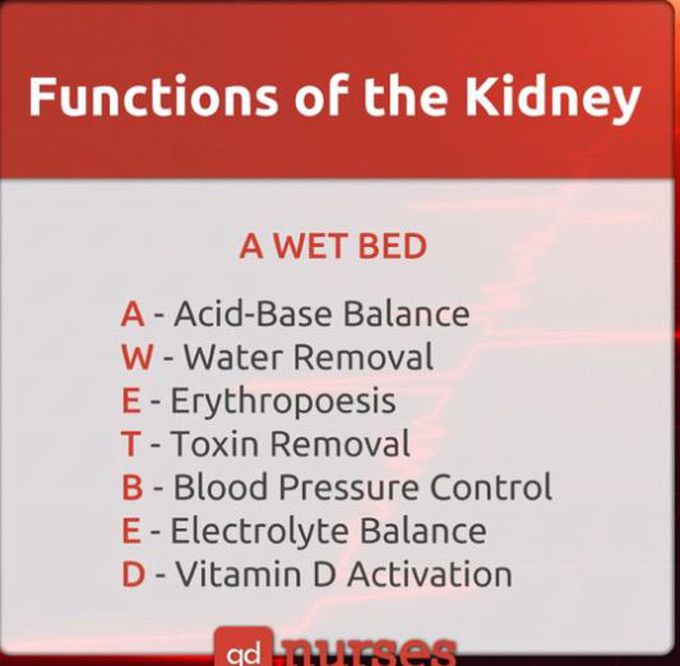Kidney