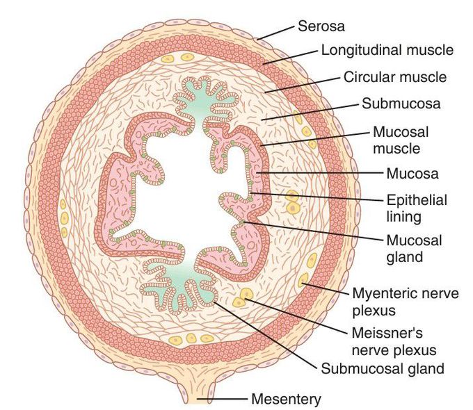 Gastrointestinal tract