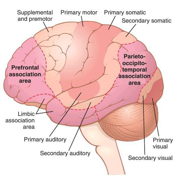 Cerebral cortex