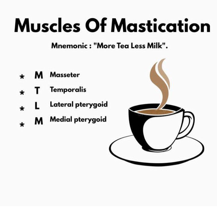 Muscles of Mastication Mnemonic MEDizzy
