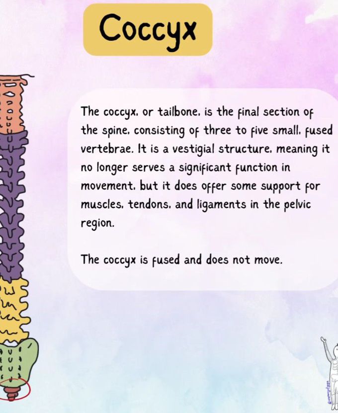 Parts of Spine VI