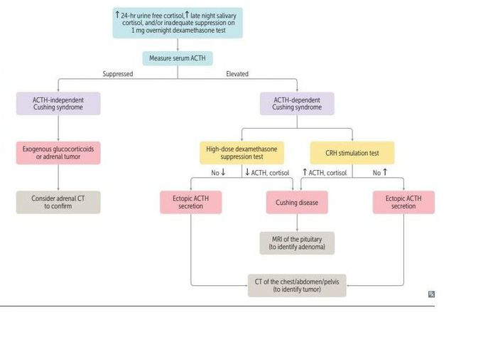 Cushing Syndrome investigation