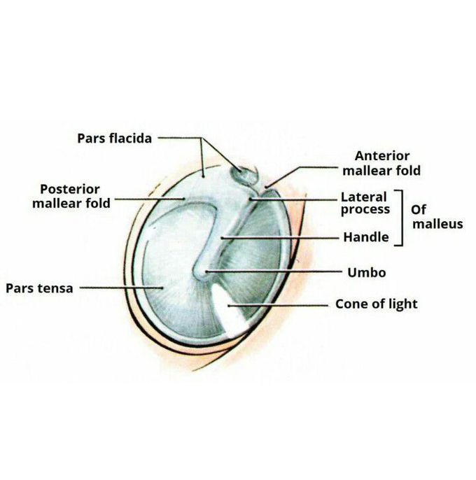 External ear