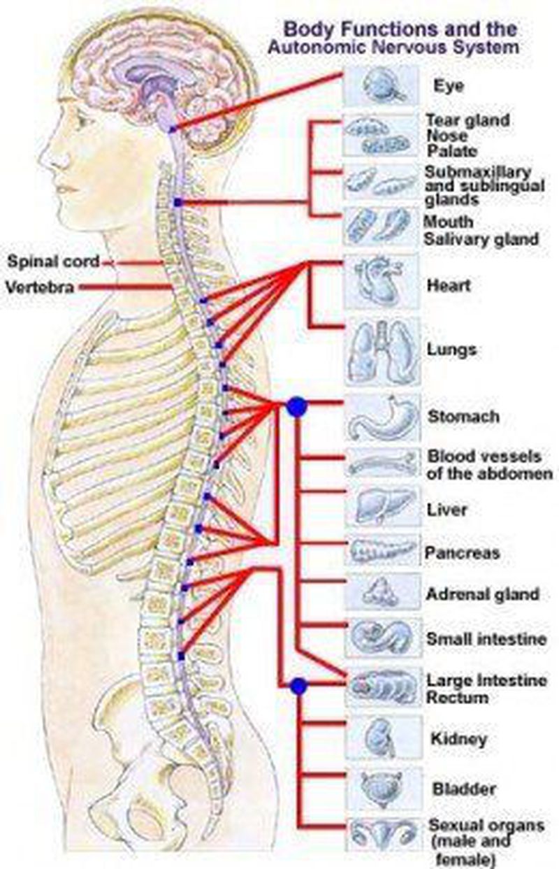 Body Function Of Ans Medizzy