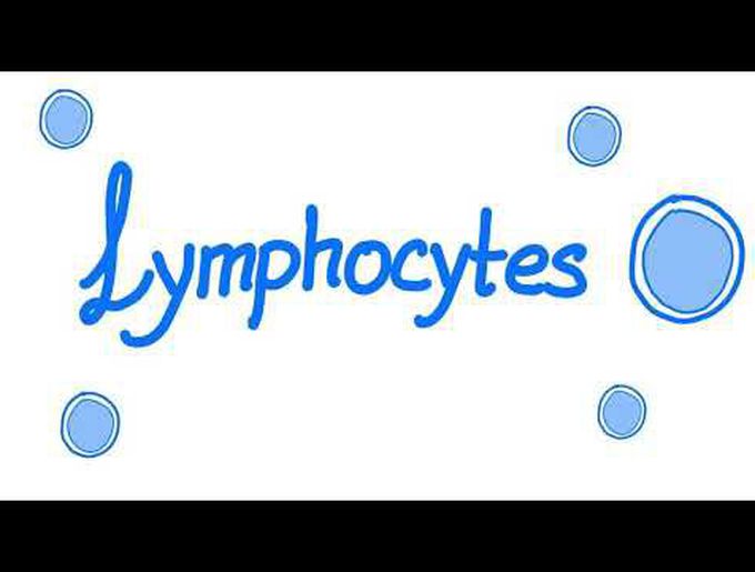 HIstology of lymphocytes