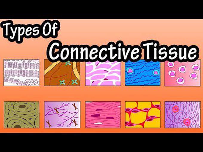 Types of Connective Tissue