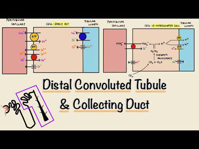 Divisions of Distal Tubule and Collecting Duct