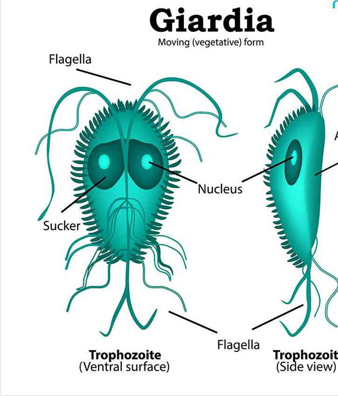 Cause of Giardiasis