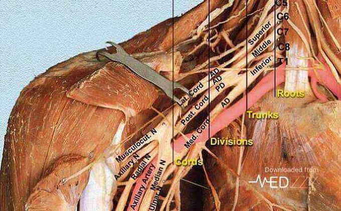 Brachial plexus