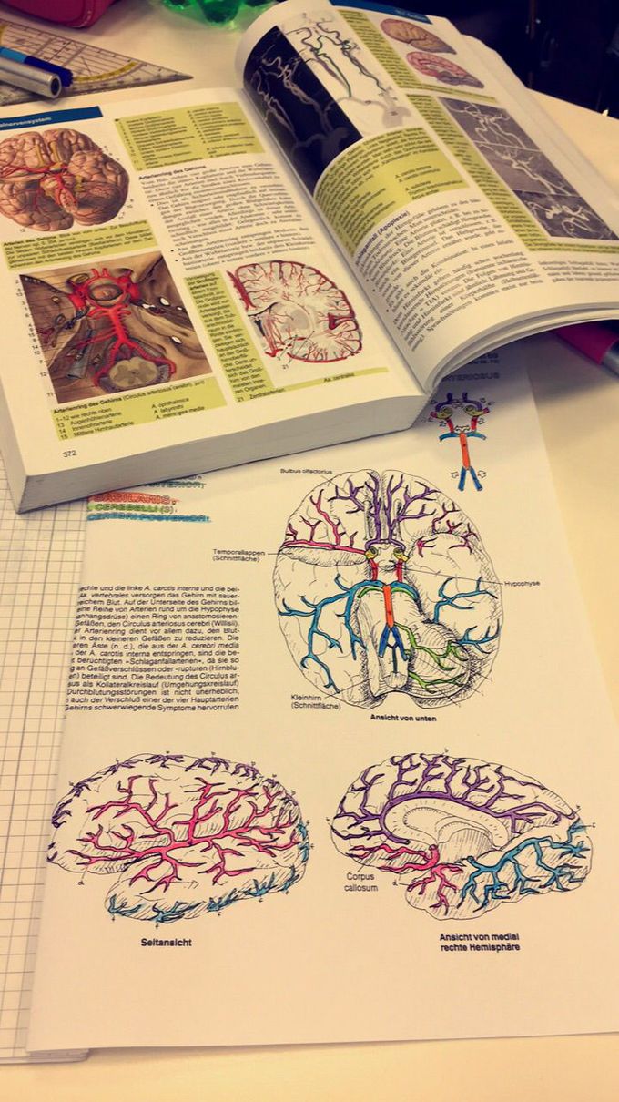 Arterial supply from the brain