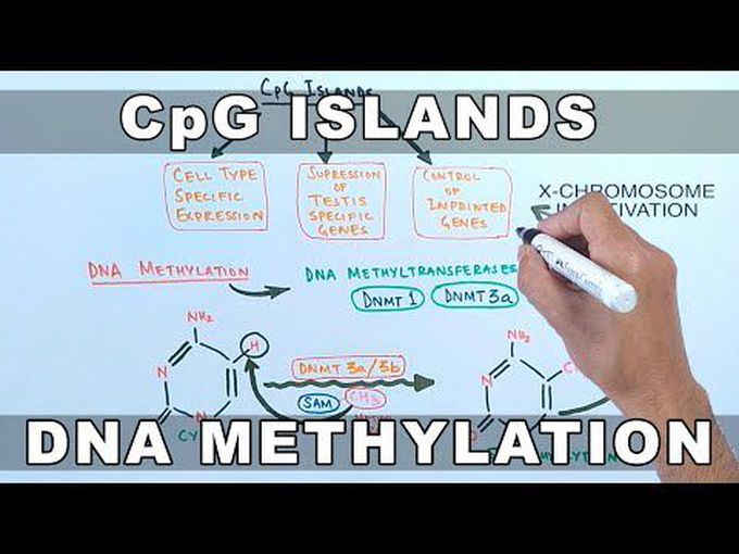 DNA Repair-CpG Islands