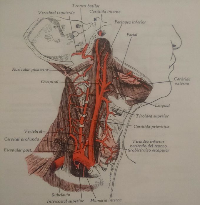 Arterias vertebrales
