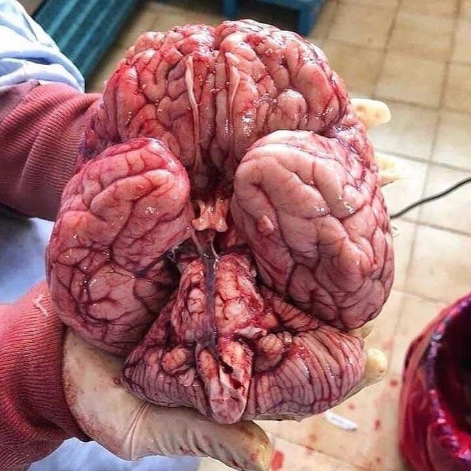 The base of the brain is a masterpiece on its own!🧠 