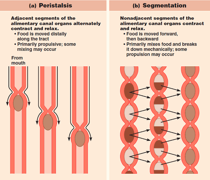 Peristalsis and Segmentation contractions