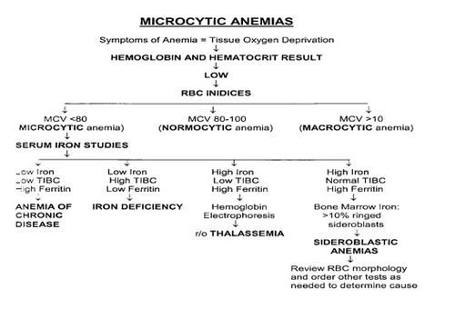 Types of microcytic anemia.