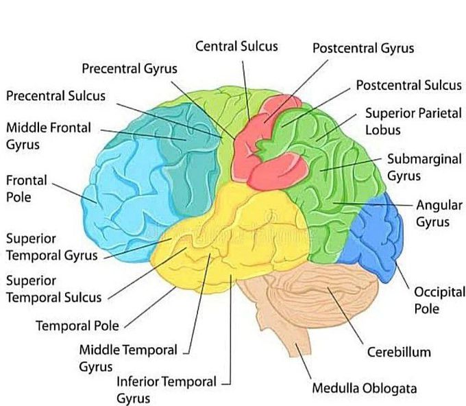 Brain anatomy