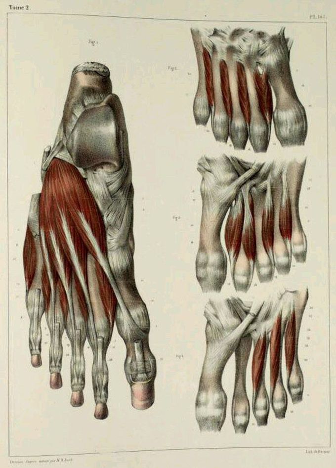 Muscles of feet