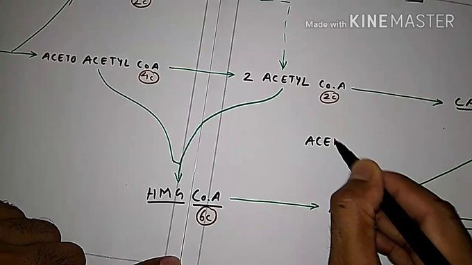 Ketogenesis ( ketone bodies synthesis )
