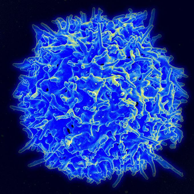 Two molecules offer great potential to combat cancer and chronic infections