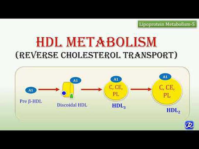 Discussion of High density lipoproteins (HDL) Metabolism