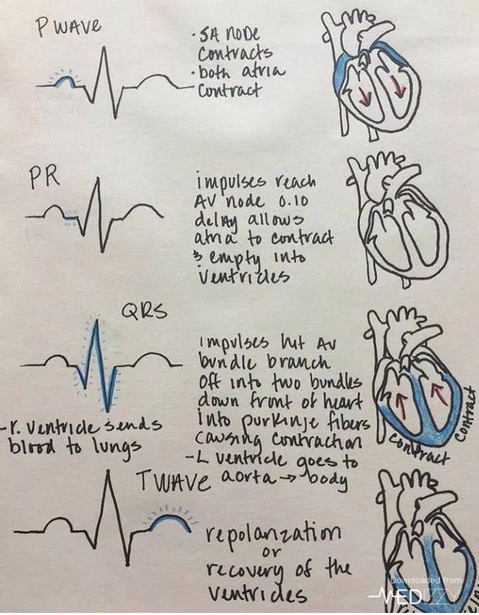 Heart