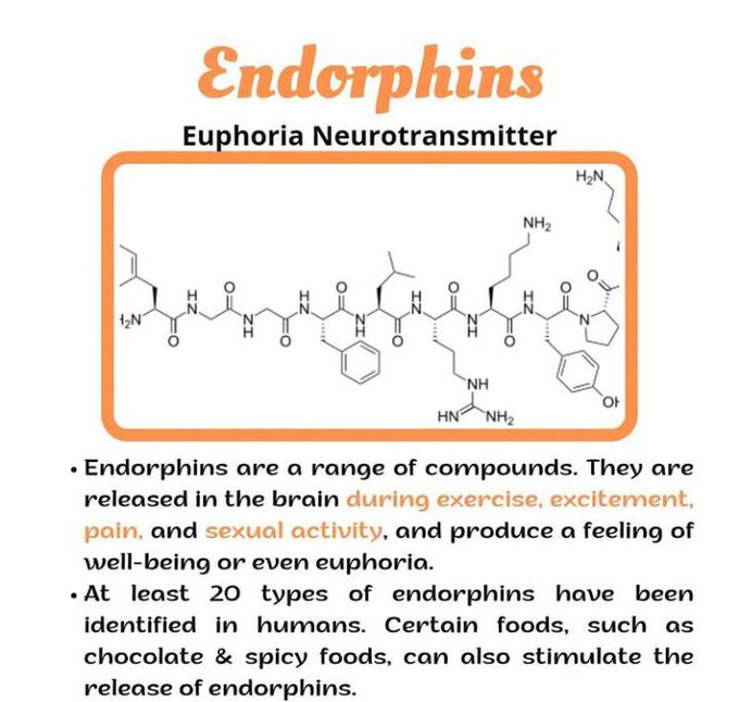 Endorphins- The Euphoria Neurotransmitter