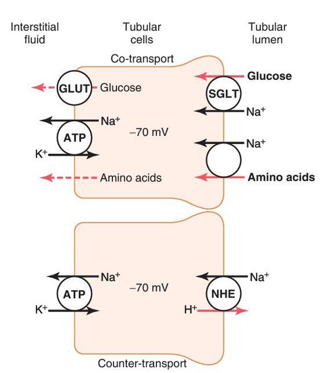 Mechanisms of secondary active transport.